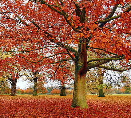 An overcast Autumn scene