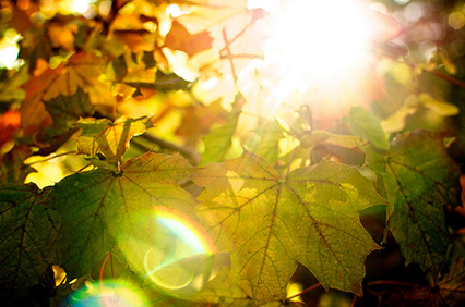 Sun shining through colourful leaves on an autumn day