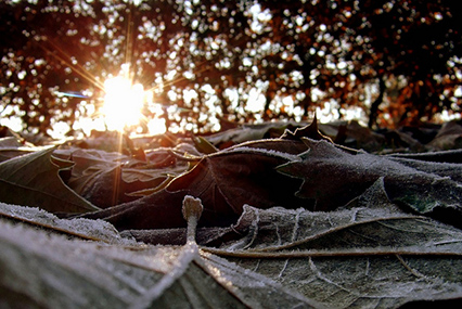 A stunning close up of frosty foliage