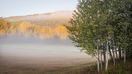 A capture of mist in Autumn